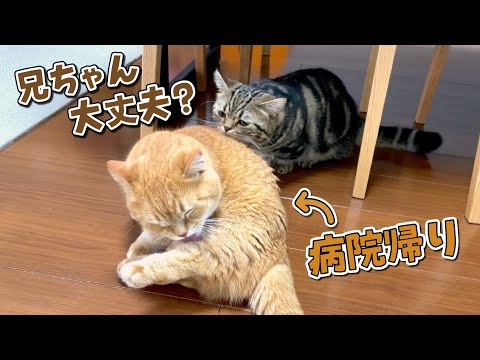 病院に行く兄猫のことが心配でたまらない弟猫が健気で可愛すぎた…