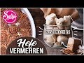 Hefe vermehren – aus 1 mach 14! + Drei leckere Rezepte / Sallys Welt