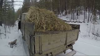 Проверка капканов, привез солому на солонцы ОХОТА В БУРЯТИИ Заиграевский р-н