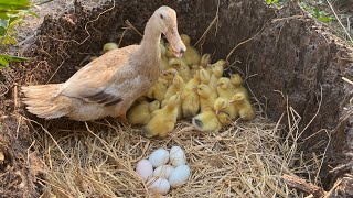 Wow Amazing Pekin 45 Ducklings Hatching From Eggs_Nee Baby Duck Cute cute Born