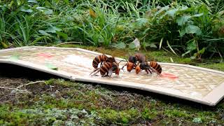 オオスズメバチ捕獲！粘着シートにくっつく瞬間！！クロスズメ蜂駆除（公園での駆除作業）