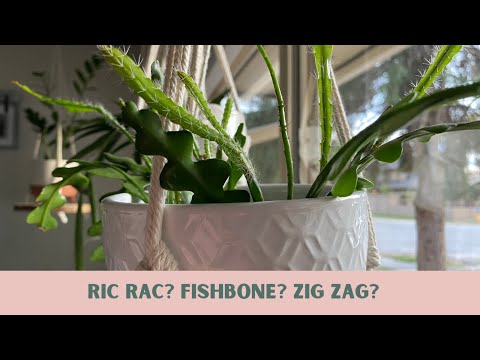 Ric Rac Cactus: Care Guide!