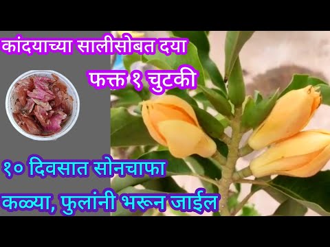 या घरगुती खताच्या वापराने सोनचाफा कळ्या फुलांनी भरून होईल||Organic fertilizer||#spgardeningmarathi