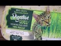 Ipet digestive grass  graminha para gatos