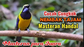 Tembakan Sadis Cucak Cungkok Gacor Suara Tembus Masteran Handal Semua Jenis Burung Kicau