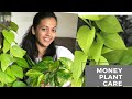 4 Tips to grow healthy and bushy money plant (Pothos)| हिंदी में| Garden vibes with Pratiksha