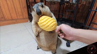 When marmot chews fruit, you will be surprised by the sound it makes