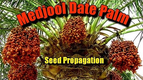 Medjool Date Palm Seed Germination via Water