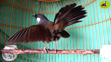 Luyện khướu bạc má Múa hót cực phê/Kích khướu nhà bạn căng lửa múa bung xòe