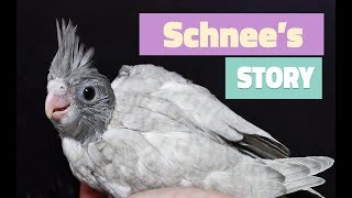 BABY COCKATIEL that lost its leg (How to tame a timid bird)