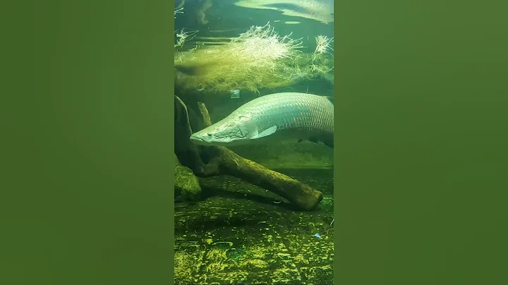 What Prehistoric Fish Is This