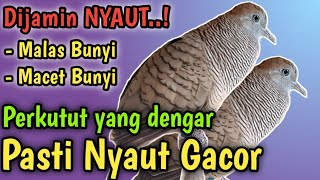 Perkutut Lokal Gacor Suara Besar 100% RAMAI dengar suara burung kutut lokal gacor betina memanggil