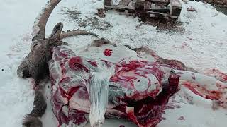 М398 Продолжение Теста На Одной Заточке. Горный Козленок.