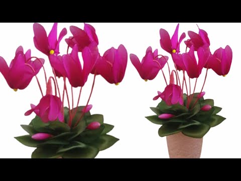 Video: How To Achieve Annual Flowering Cyclamen