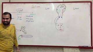 Facial nerve  and  Trigeminal Neuralgia