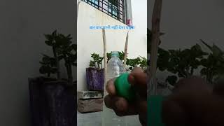 gardning tips #youtubeshorts #trending #gardning #my home gardening