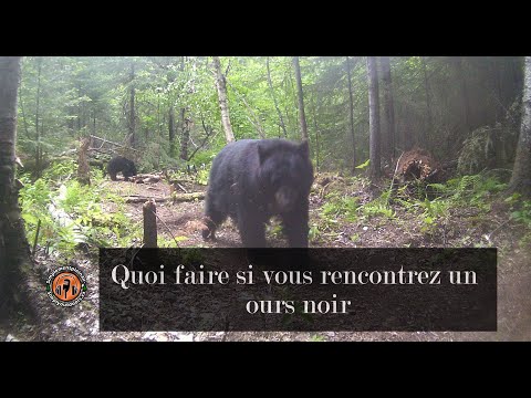 Vidéo: Que Faire Quand Vous Rencontrez Un Ours