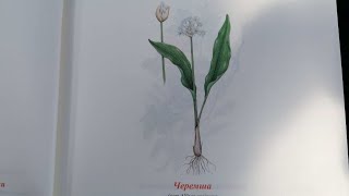 Черемша. Bärenlauch.  Lat.:  Allium ursinum.   Мария Требен.