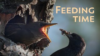 Bird Feeding Time