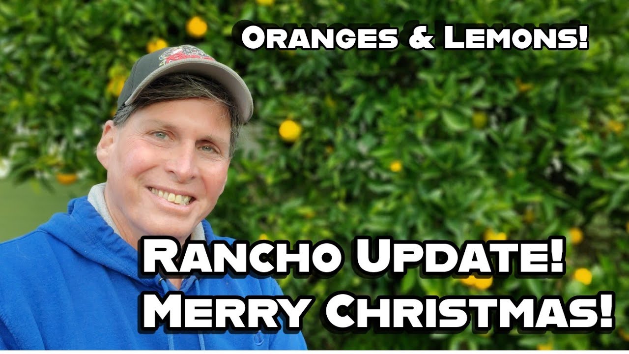 Рождественское обновление от Rancho! Начался сбор цитрусовых в Rancho!