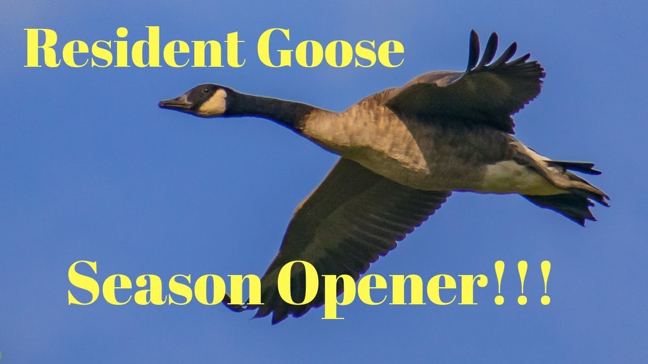 Early season goose hunting season opener YouTube