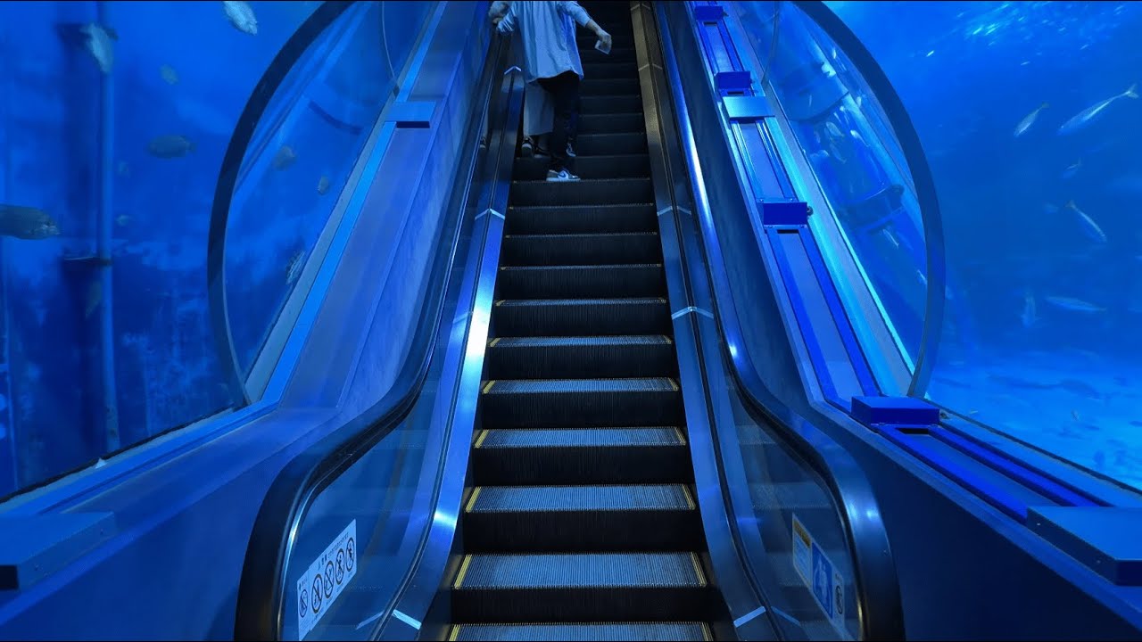 【4K 60P】横浜八景島シーパラダイス 水中エスカレーター アクアチューブ / Underwater escalator in yokohama hakkeijima seaparadise