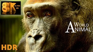 8K Video Ultra HD I Astonishing Animals I Animal World I Piano music I HDR TV I 8K TV