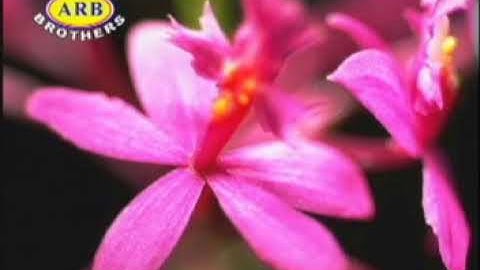 Salai Tuan Ling Thang : Mopuai (Official music video)