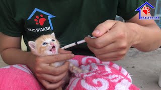 Cutest Baby kitten asking Dad for food  Kitten meowing very loudly on the road