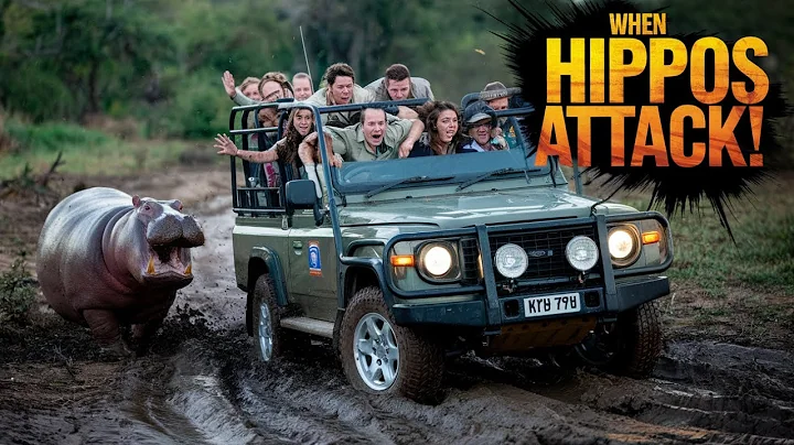6 Terrifying Hippo Encounters That Will Leave You Speechless!