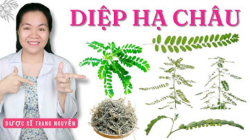 Bài thuốc sử dụng Dược Liệu Diệp Hạ Châu để chữa bệnh gan theo kinh nghiệm dân gian