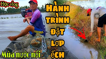 #90 Hành Trình Đi Đặt Lợp Ếch Mưu Sinh Mùa Nước Nổi Của Anh Em Miền Tây || Học vlog