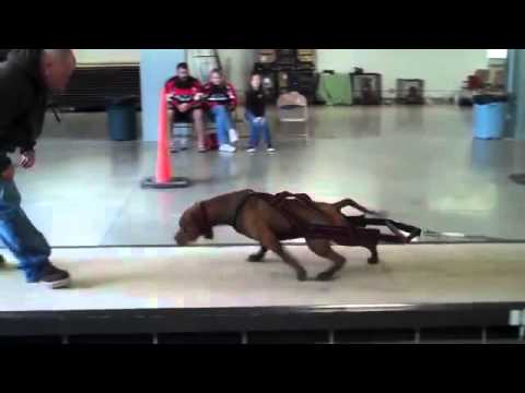 Pit Bull Vs Bulldog Americano Força Competição De Tração De
