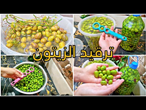 الطريقة الناجحة لترقيد الزيتون ناجحة 100 بنة زمان على طريقة امي بطريقة جد بسيطة