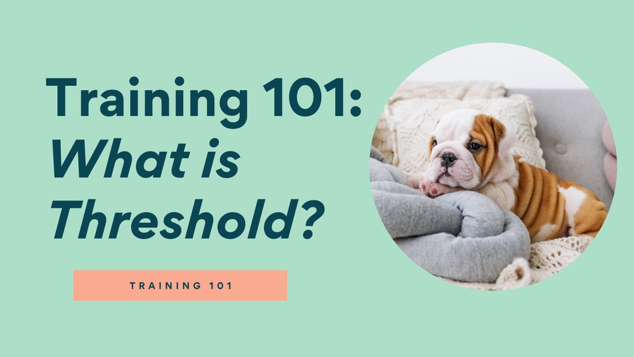 Dog Training 101 Positive Reinforcement Dog Training What Is dog-training-101-positive-reinforcement-dog-training-what-is
