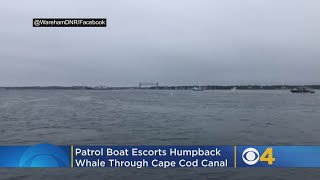 Patrol Boat Escorts Humpback Whale Through Cape Cod Canal