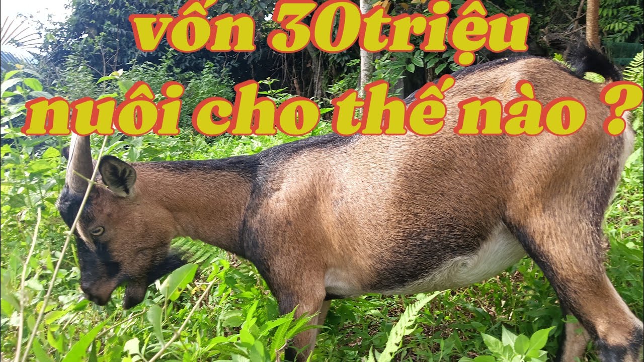 chia sẻ nuôi dê 27, nuôi dê với số vốn 30triệu