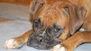 Brock the Boxer won't share with Izzy! by Brock the Boxer TV 25,086 views 10 years ago 1 minute, 22 seconds