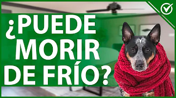 ¿Tienen frío los perros cuando se están muriendo?