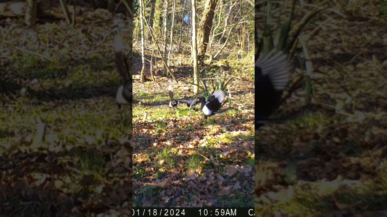 Magpie skirmish, barking like a dog 