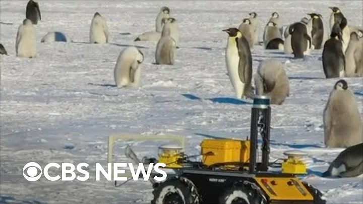 A research robot is living with a penguin colony in Antarctica
