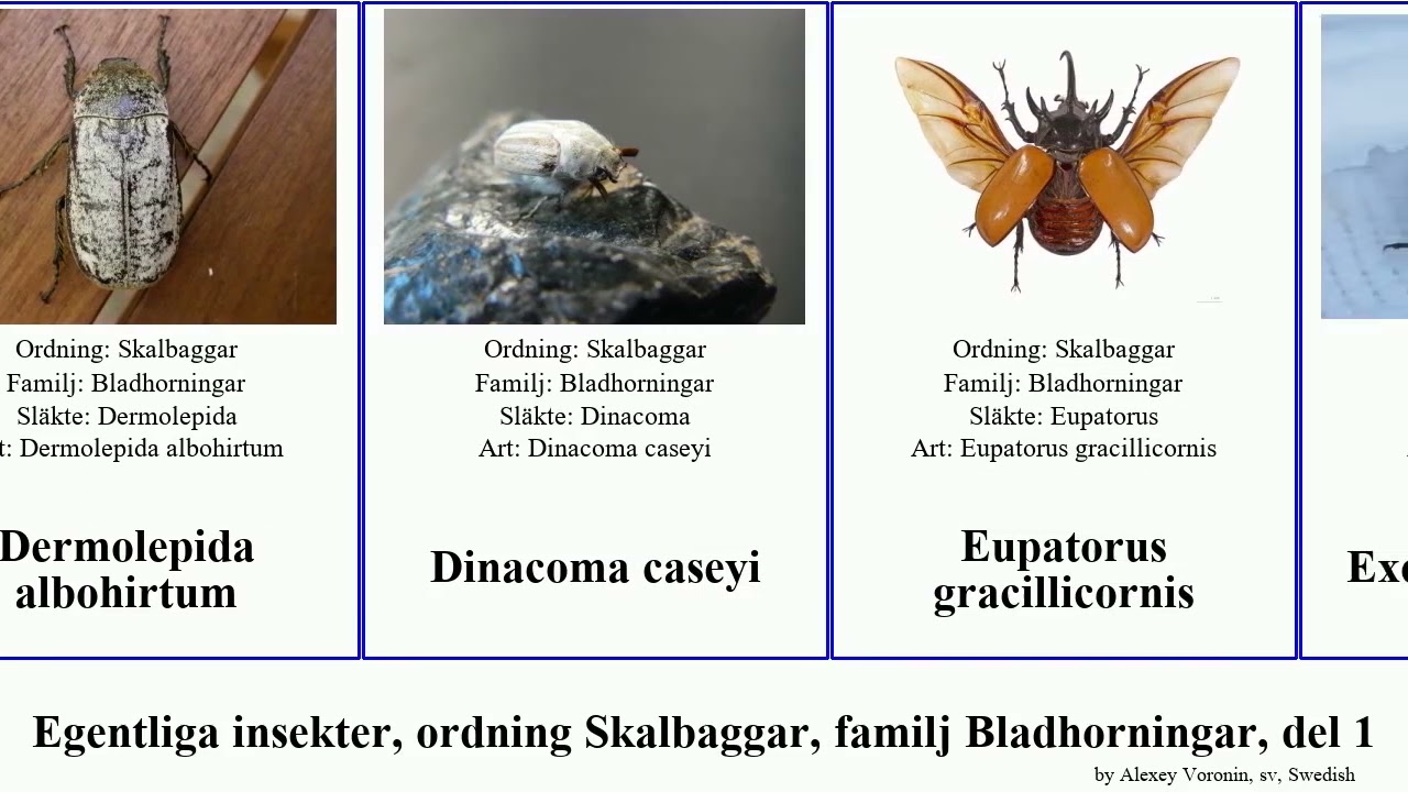 Egentliga insekter, ordning Skalbaggar, familj Bladhorningar, del 1 heterorrhina atlas insect Home