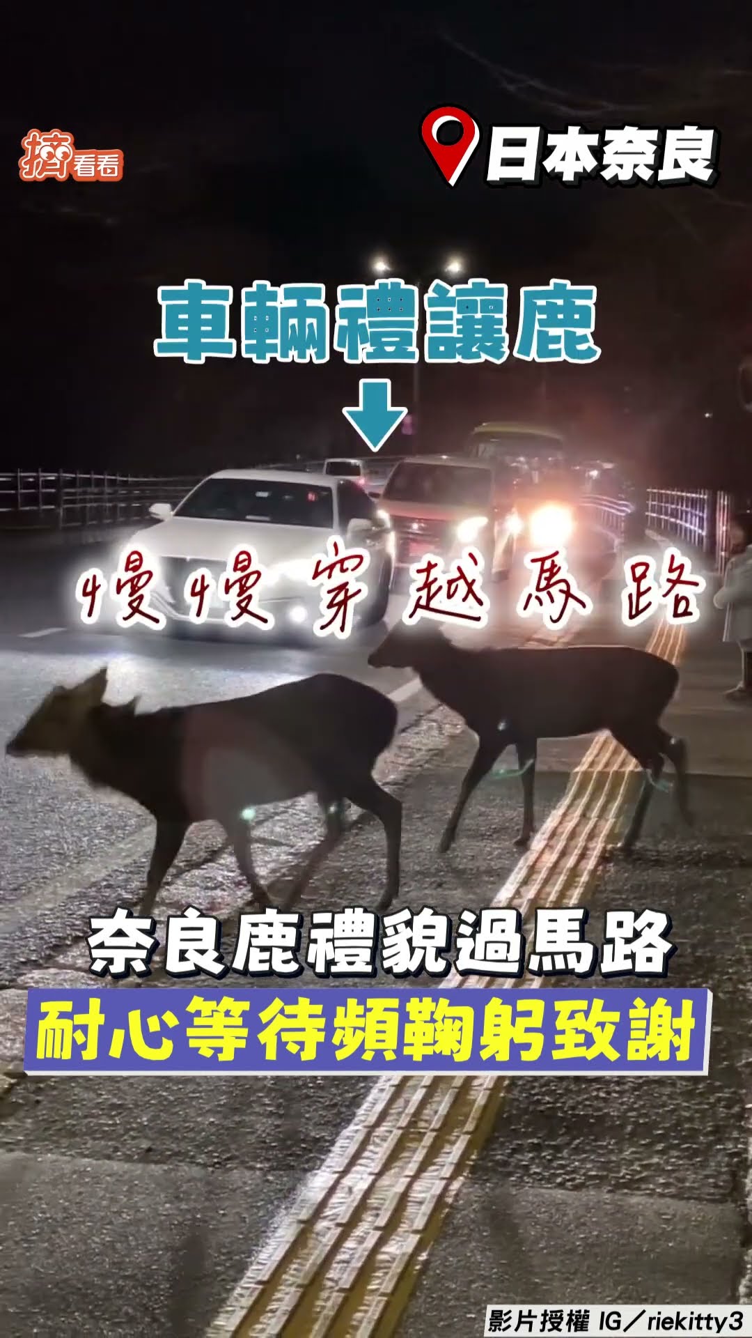日本奈良鹿超禮貌過馬路!　耐心等待車流頻「鞠躬致謝」｜TVBS新聞｜擠看看@TVBSNEWS01