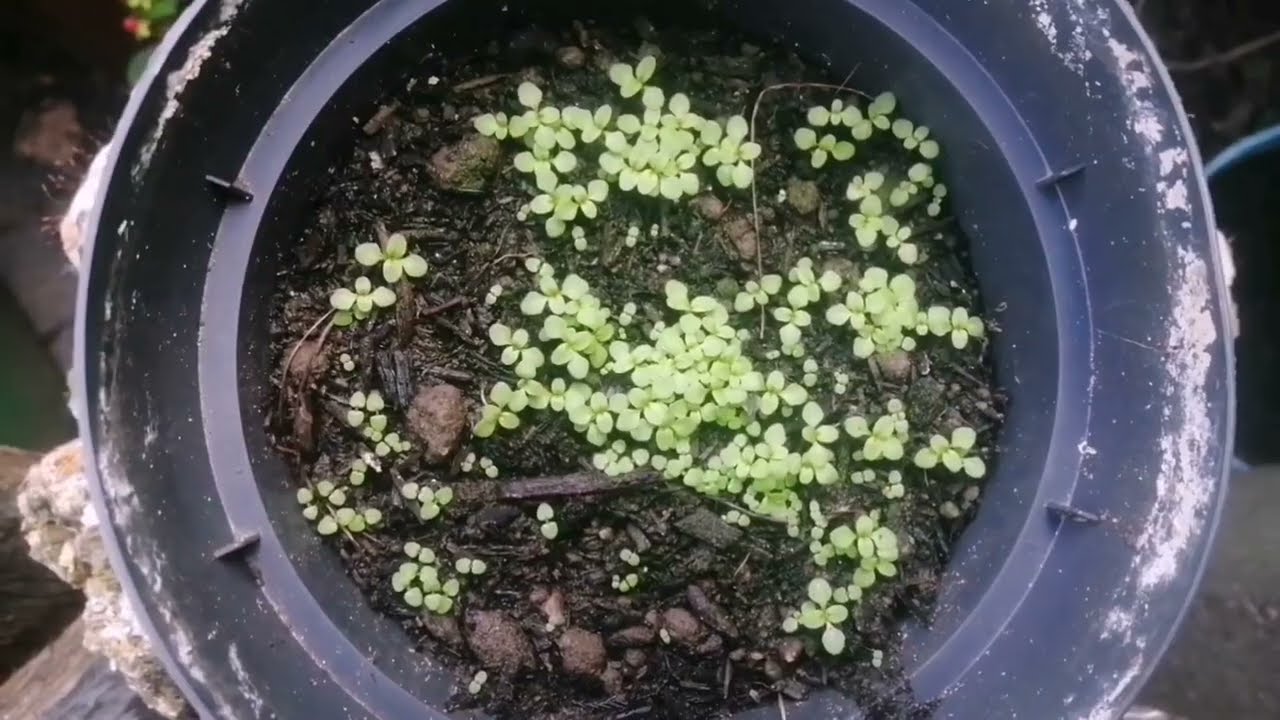 Identifying Willowherb Hybrids: Seed Germination Tests 