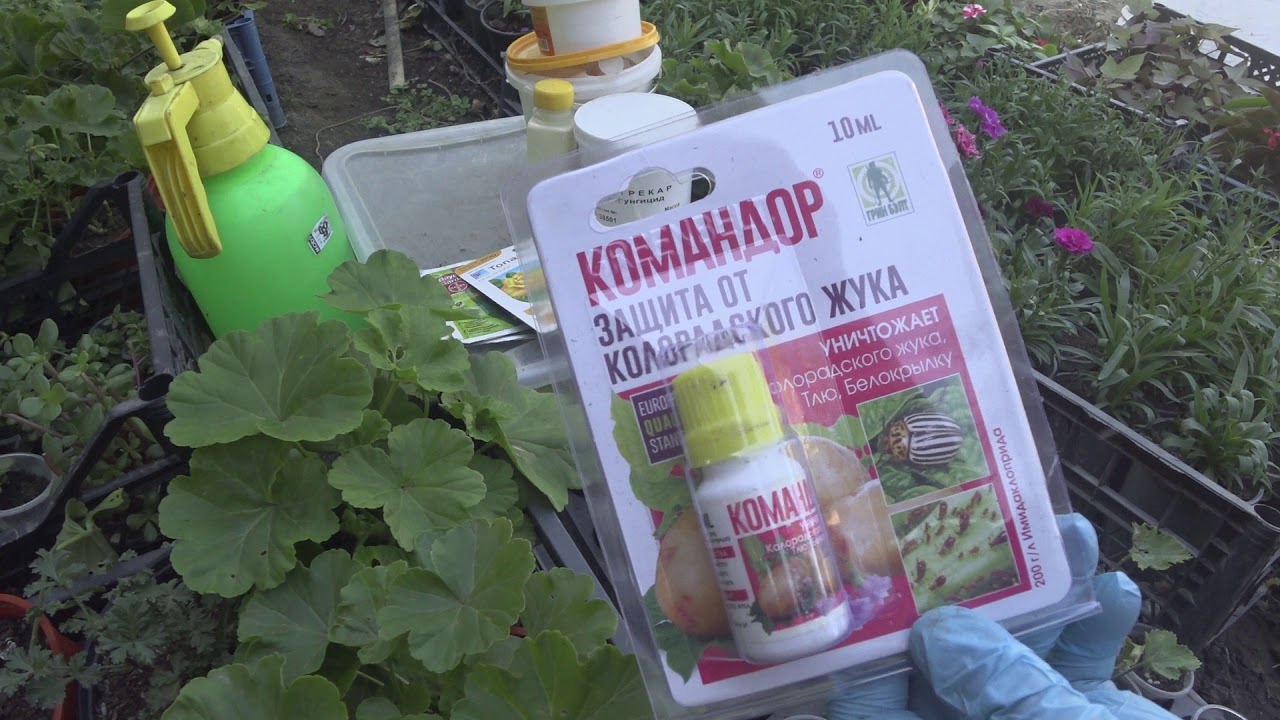 ОБРАБОТКА ГЕРАНИ ОСЕНЬ 2019