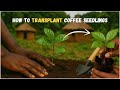 How To Transplant And Pot Coffee Seedlings | Coffee Farming | EP 2
