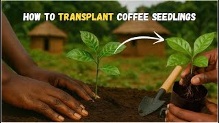 How To Transplant And Pot Coffee Seedlings | Coffee Farming | EP 2