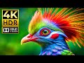 Incredible JUNGLE animals in 4K HDR – Dolby Vision &amp; 120FPS with amazing cinematic sound
