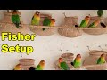 Love Birds in colony | Fisher Colony | BWP Parrots
