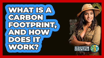 What Is A Carbon Footprint, And How Does It Work? - Ecosystem Essentials